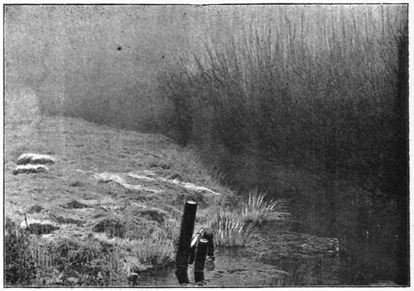 WINTER IN THE MARSHES. WINTER IN THE MARSHES.