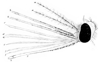Fig. 66