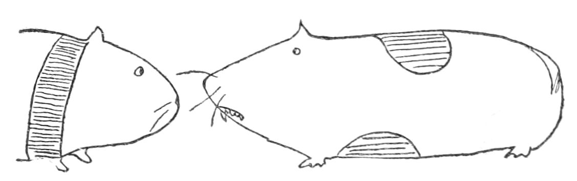 Sketch of two guinea pigs touching nose to nose
