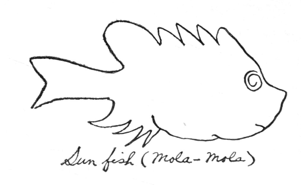 Rough sketch of a fish, labeled 'Sunfish (mola-mola)'