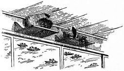 Fig. 216.—Swallows' nests in private house.
