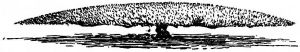 Fig. 280.—Curiously trained pine-tree.