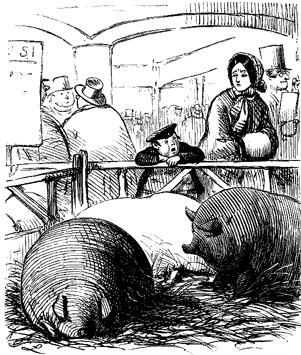 Woman and boy looking at pigs.