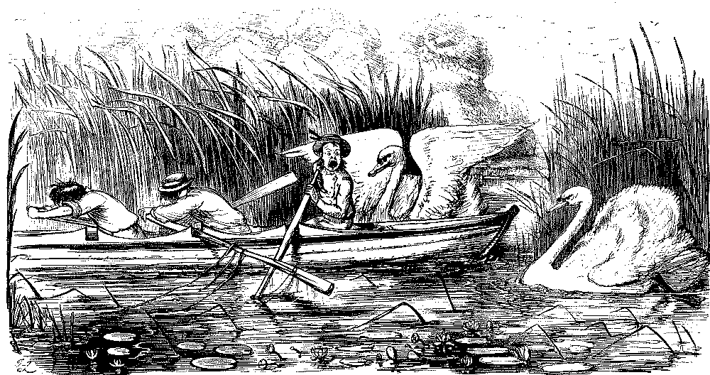 Men in boat, attacked by swans.