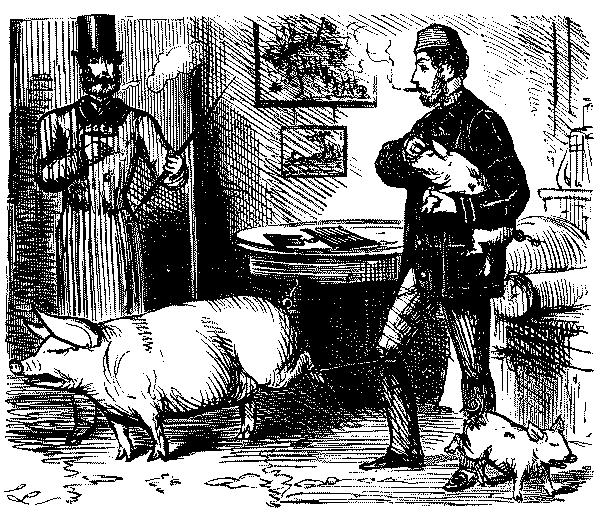 Man with several pigs.