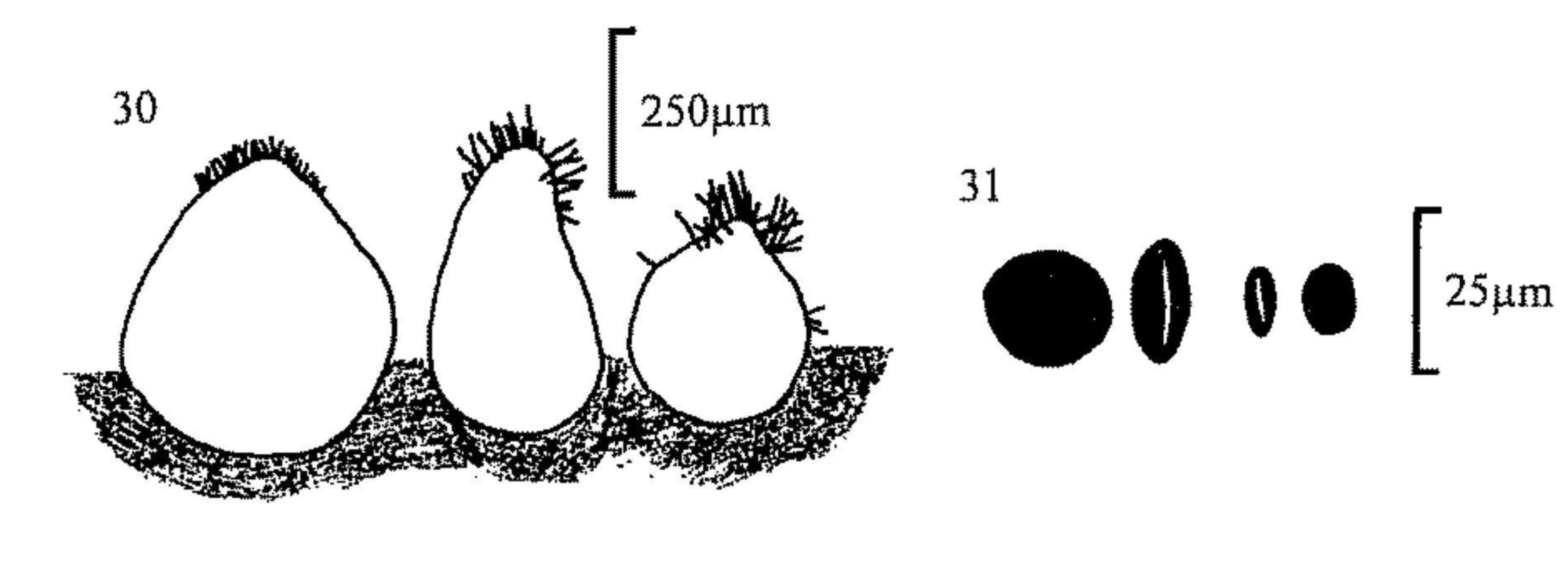 Figures 30-31