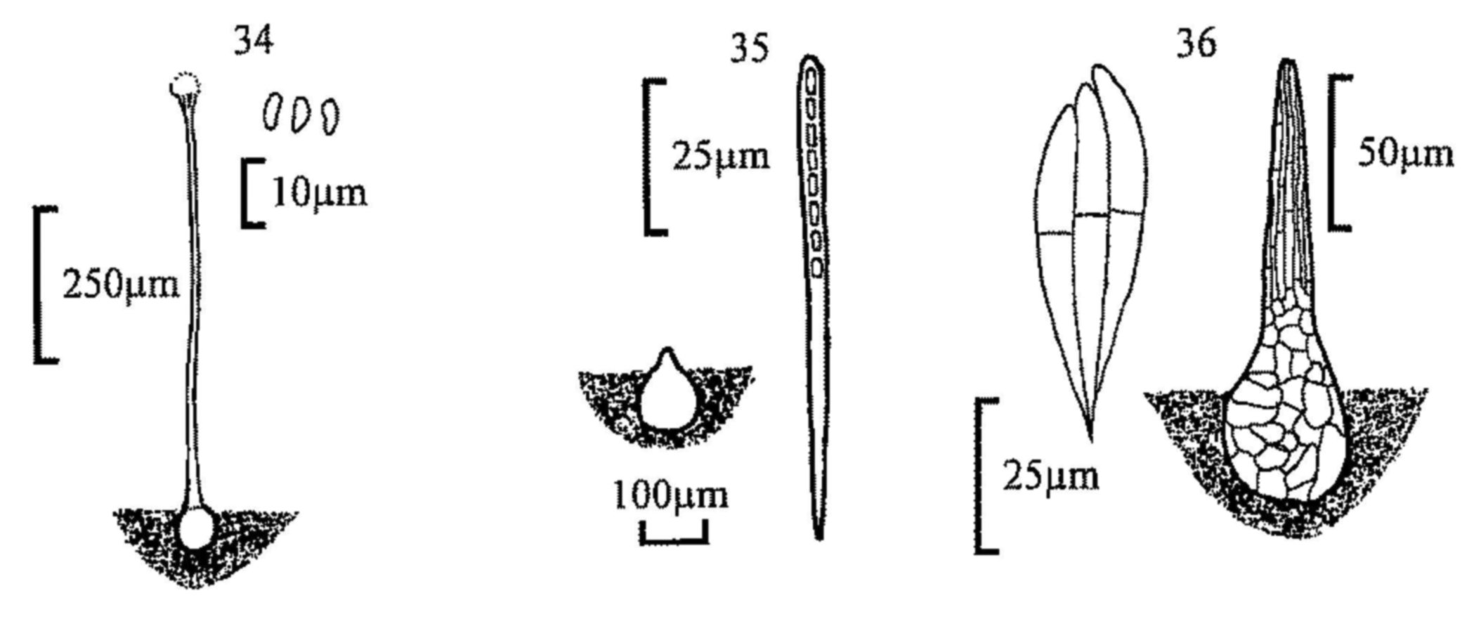 Figures 34-36