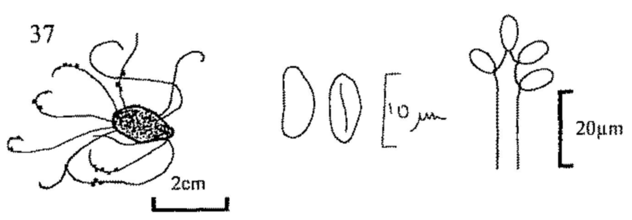 Figure 37