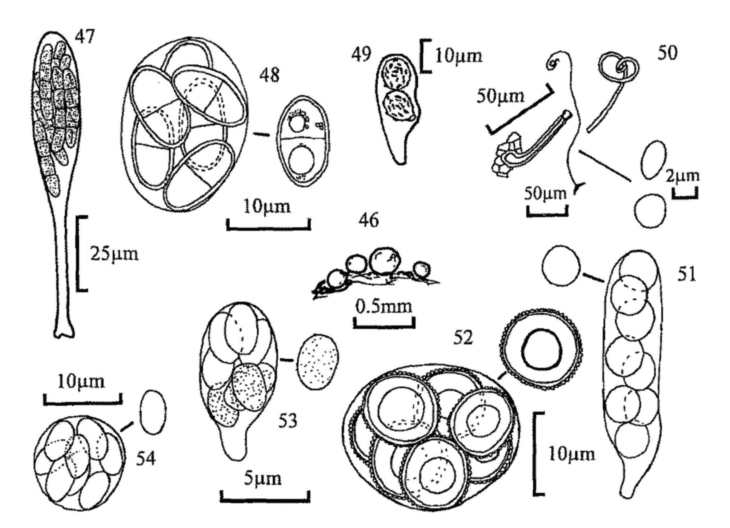 Figures 46-54