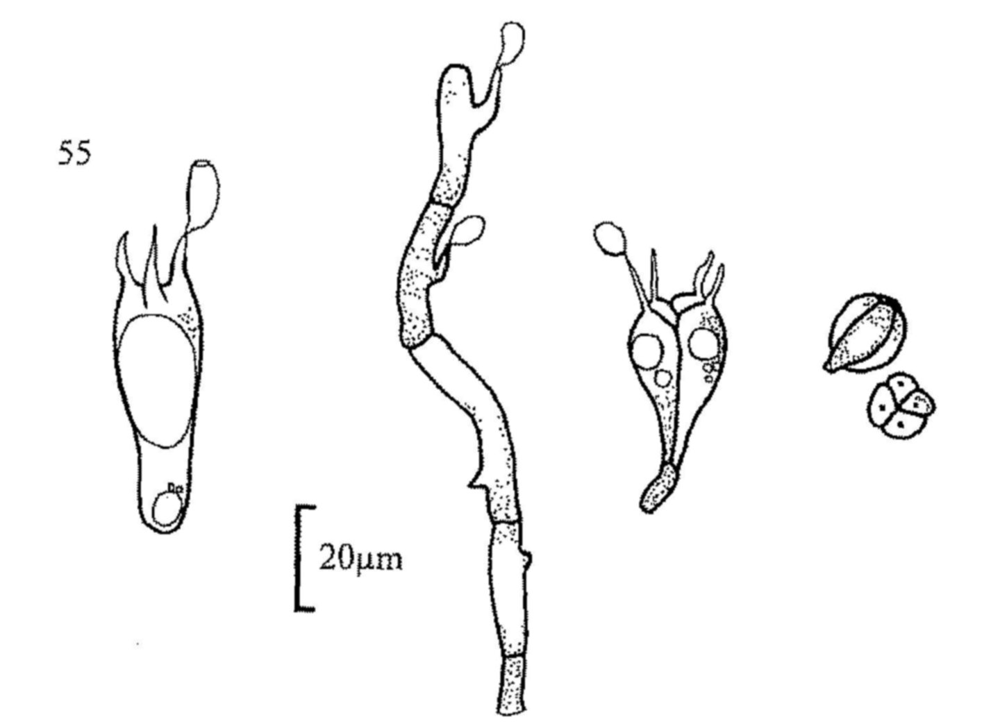 Figure 55