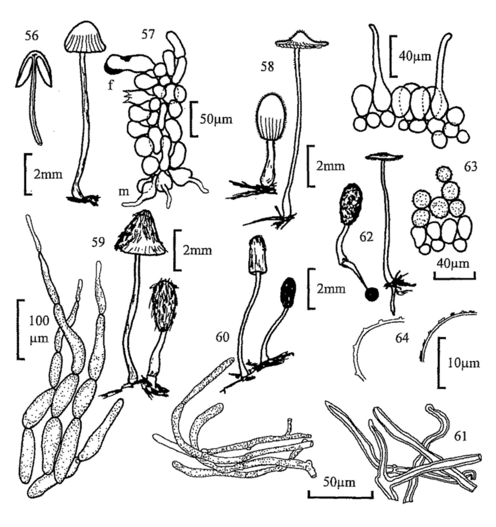 Figures 56-64