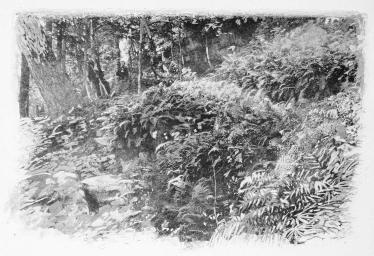 The ferns The ferns