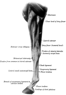 Fig. 2—Muscles of Left Thoracic Limb from Elbow Downward; Lateral (External) View. a, Extensor carpi radialis; g, brachialis; g', anterior superficial pectoral; c, common digital extensor; e, ulnaris lateralis. (After Ellenberger-Baum, Anat. für Künstler.) (From Sisson's ''Anatomy of the Domestic Animals''). Fig. 2—Muscles of Left Thoracic Limb from Elbow Downward; Lateral (External) View. a, Extensor carpi radialis; g, brachialis; g', anterior superficial pectoral; c, common digital extensor; e, ulnaris lateralis. (After Ellenberger-Baum, Anat. für Künstler.) (From Sisson's ''Anatomy of the Domestic Animals'').