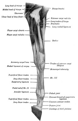 Fig. 3—Muscles of Left Thoracic Limb from Elbow Downward; Medial (Internal) View. The fascia and the ulnar head of the flexor carpi ulnaris have been removed. 1, Distal end of humerus; 2, median vessels and nerve. (From Sisson's ''Anatomy of the Domestic Animals''). Fig. 3—Muscles of Left Thoracic Limb from Elbow Downward; Medial (Internal) View. The fascia and the ulnar head of the flexor carpi ulnaris have been removed. 1, Distal end of humerus; 2, median vessels and nerve. (From Sisson's ''Anatomy of the Domestic Animals'').