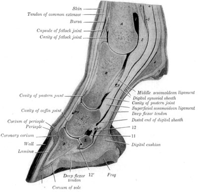 Fig. 4—Sagital Section of Digit and Distal Part of Metacarpus. A, Metacarpal bone; B, first phalanx; C, second phalanx, D, third phalanx; E, distal sesamoid bone; 1, volar pouch of capsule of fetlock joint; 2, inter-sesamoidean ligament; 3, 4, proximal end of digital synovial sheath; 5, ring formed by superficial flexor tendon; 6, fibrous tissue underlying ergot; 7, ergot; 8, 9, 9', branches of digital vessels; 10, distal ligament of distal sesamoid bone; 11, suspensory ligament of distal sesamoid bone; 12, 12', proximal and distal ends of bursa podotrochlearis. (From Sisson's ''Anatomy of the Domestic Animals''). Fig. 4—Sagital Section of Digit and Distal Part of Metacarpus. A, Metacarpal bone; B, first phalanx; C, second phalanx, D, third phalanx; E, distal sesamoid bone; 1, volar pouch of capsule of fetlock joint; 2, inter-sesamoidean ligament; 3, 4, proximal end of digital synovial sheath; 5, ring formed by superficial flexor tendon; 6, fibrous tissue underlying ergot; 7, ergot; 8, 9, 9', branches of digital vessels; 10, distal ligament of distal sesamoid bone; 11, suspensory ligament of distal sesamoid bone; 12, 12', proximal and distal ends of bursa podotrochlearis. (From Sisson's ''Anatomy of the Domestic Animals'').