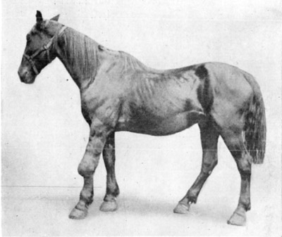 Fig. 11—Pericarpal inflammation and enlargement due to injury. Fig. 11—Pericarpal inflammation and enlargement due to injury.
