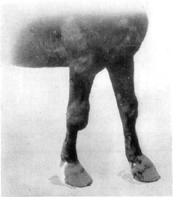 Fig. 12—Hygromatous condition of the right carpus, also distension of sheaths of extensor tendons of both fore legs. Fig. 12—Hygromatous condition of the right carpus, also distension of sheaths of extensor tendons of both fore legs.