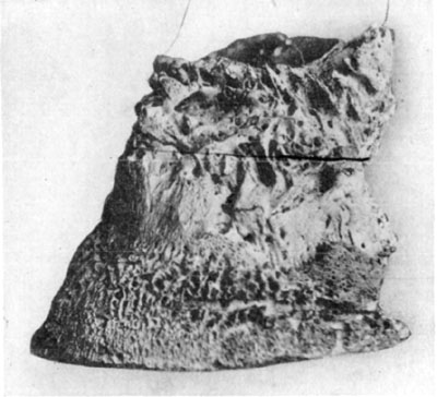 Fig. 18—Rarefying osteitis in chronic ringbone and ossification of lateral cartilages. Fig. 18—Rarefying osteitis in chronic ringbone and ossification of lateral cartilages.
