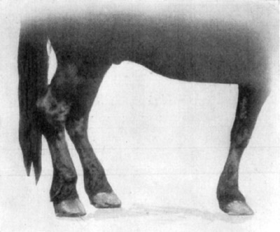 Fig. 20—Contraction of the superficial digital flexor tendon (perforatus) of the right hind leg, due to tendinitis. Fig. 20—Contraction of the superficial digital flexor tendon (perforatus) of the right hind leg, due to tendinitis.