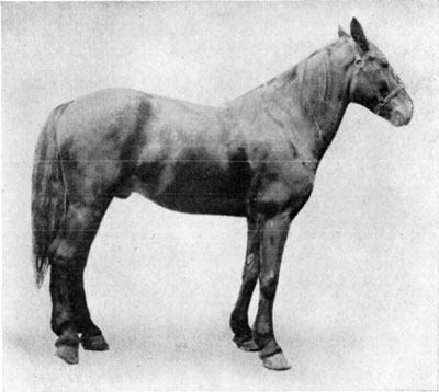 Fig. 21—Contraction of the deep flexor tendon (perforans) of the right hind leg, due to tendinitis. Fig. 21—Contraction of the deep flexor tendon (perforans) of the right hind leg, due to tendinitis.