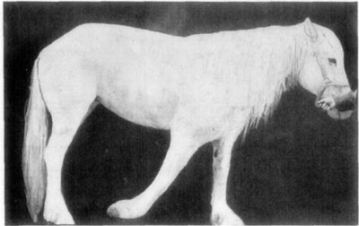 Fig. 22—A chronic case of contraction of both flexor tendons of the phalanges. In this case (presented at a clinic of the Kansas City Veterinary College) because of long continued contraction of the flexors, which prevented weight being supported with any degree of comfort, there resulted a partial paralysis of the extensors, and consequently the extremity was dragged on the ground. Fig. 22—A chronic case of contraction of both flexor tendons of the phalanges. In this case (presented at a clinic of the Kansas City Veterinary College) because of long continued contraction of the flexors, which prevented weight being supported with any degree of comfort, there resulted a partial paralysis of the extensors, and consequently the extremity was dragged on the ground.