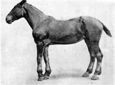 Fig. 23—Contraction of the superficial and deep flexor tendons (perforatus and perforans) of the left fore leg. Fig. 23—Contraction of the superficial and deep flexor tendons (perforatus and perforans) of the left fore leg.