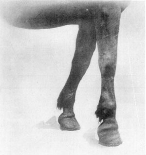 Fig. 24—Contraction of superficial digital flexor and slight contraction of deep flexor tendon. Fig. 24—Contraction of superficial digital flexor and slight contraction of deep flexor tendon.