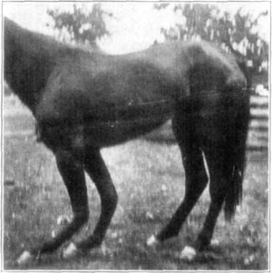 Fig. 26—Extreme dorsal flexion said to have resulted from an attack of distemper. From Amer. J'n'l. Vet. Med., Vol. XI, No. 4. Fig. 26—Extreme dorsal flexion said to have resulted from an attack of distemper. From Amer. J'n'l. Vet. Med., Vol. XI, No. 4.