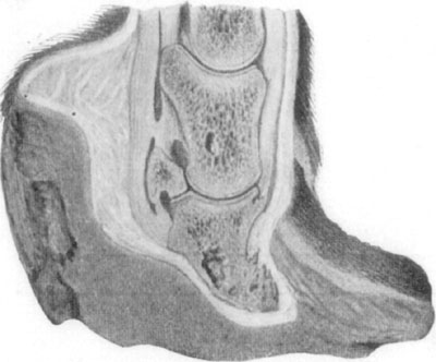 Fig. 34—Showing the effects of laminitis. By permission, from Merillat's ''Veterinary Surgical Operations.'' Fig. 34—Showing the effects of laminitis. By permission, from Merillat's ''Veterinary Surgical Operations.''