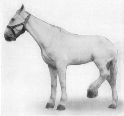 Fig. 38—Chronic quittor, left hind foot. Showing position assumed because of painfulness of the affection. Fig. 38—Chronic quittor, left hind foot. Showing position assumed because of painfulness of the affection.