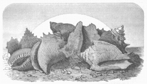 They found a group of the great shells They found a group of the great shells
