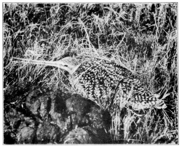 MARBLED GODWIT.
