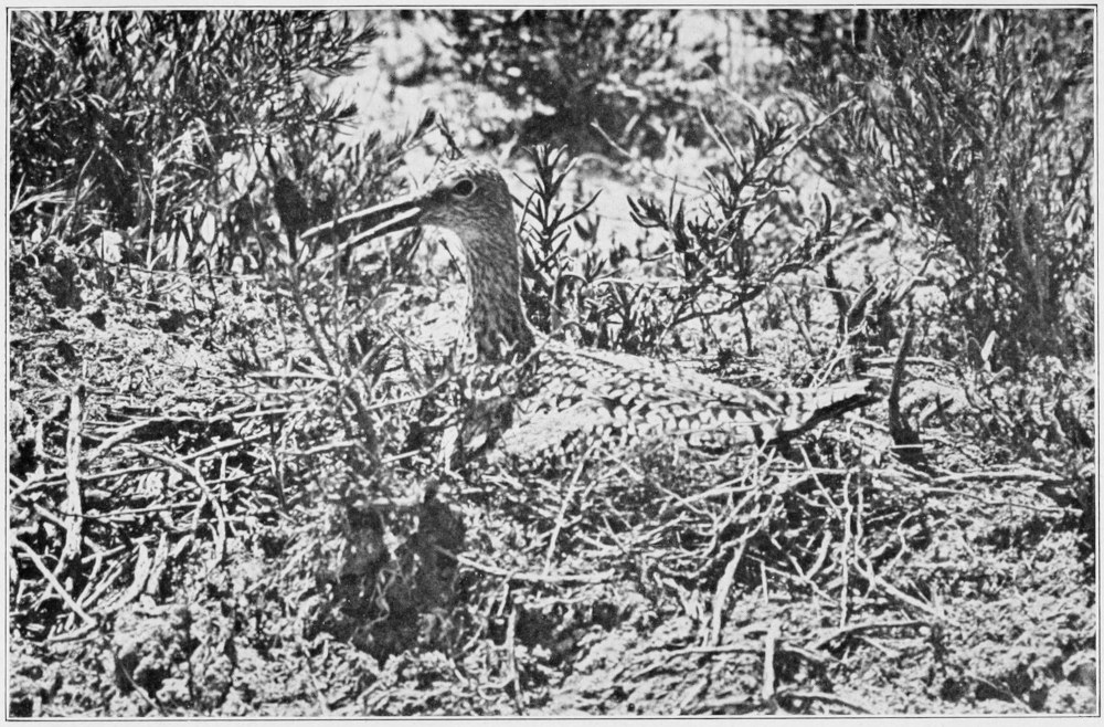 Western willet