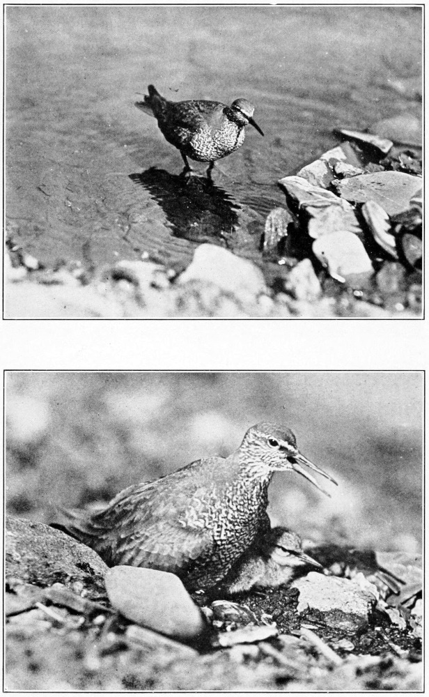 Wandering tattler