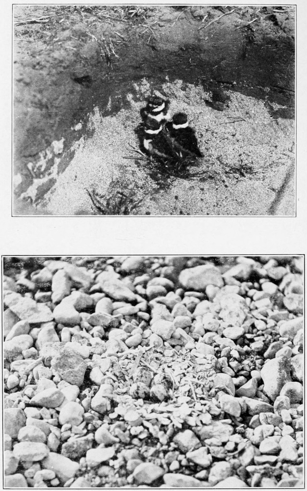 Killdeer