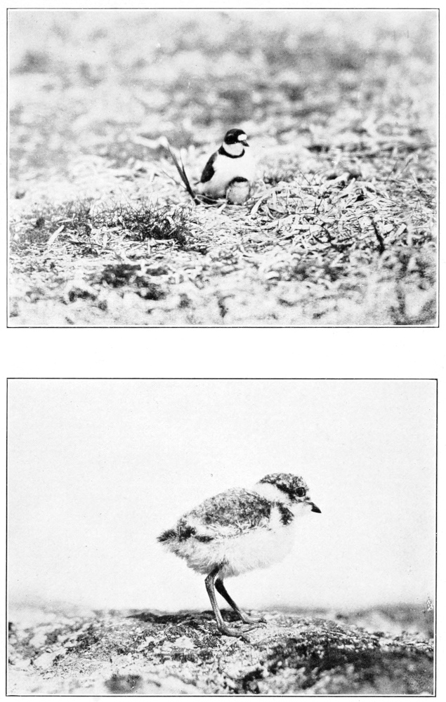 Semipalmated plover