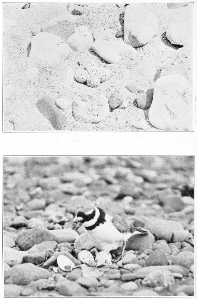 Ringed plover