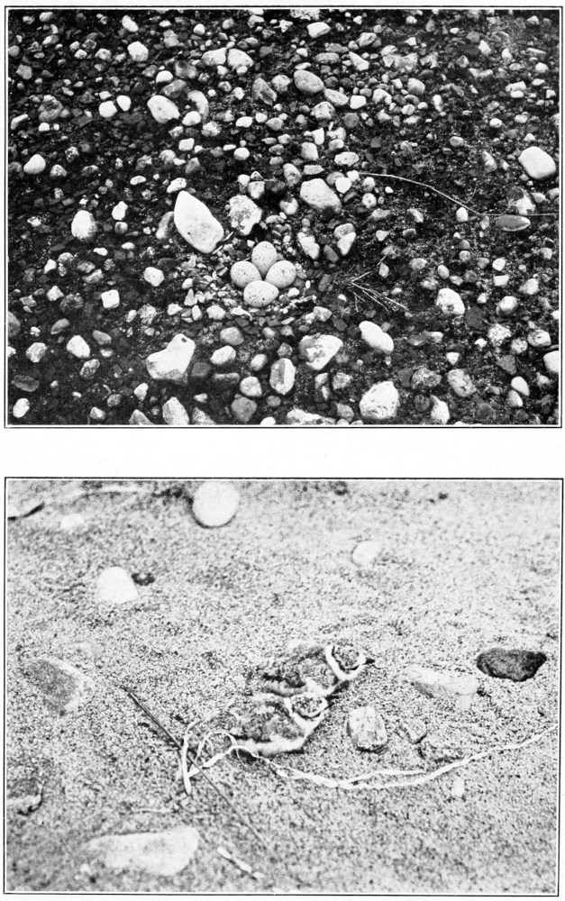 Piping plover