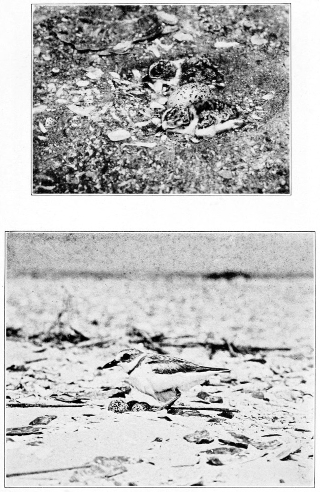 Wilson plover