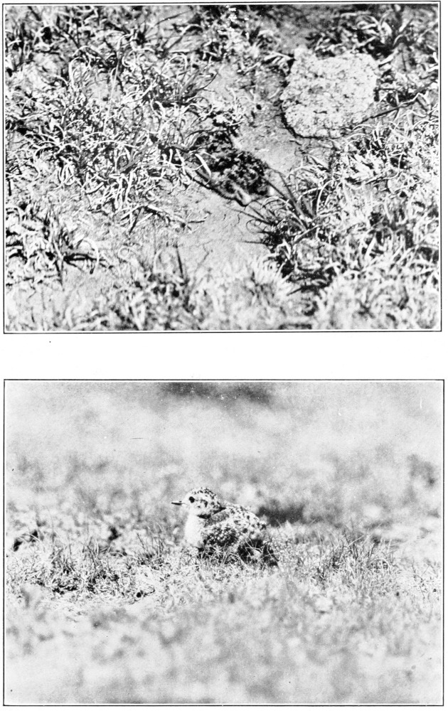 Mountain plover