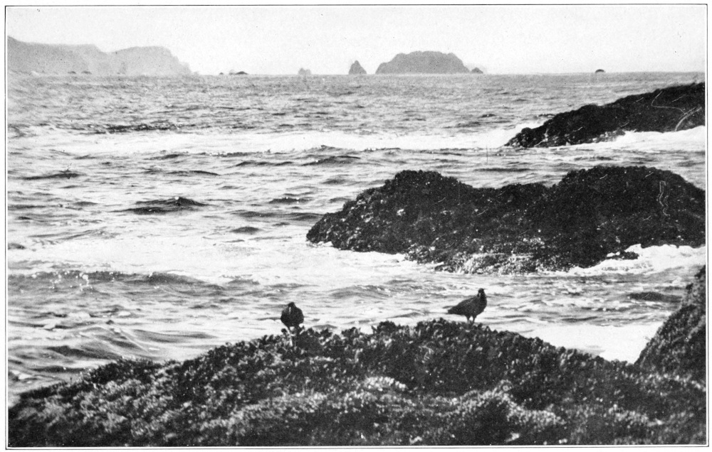 Black oyster catcher