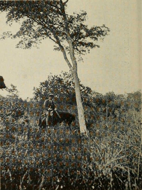 MATURE TREE