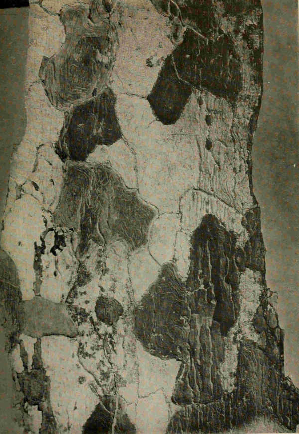 TYPICAL BARK OF CUBAN LIGNUM-VITAE