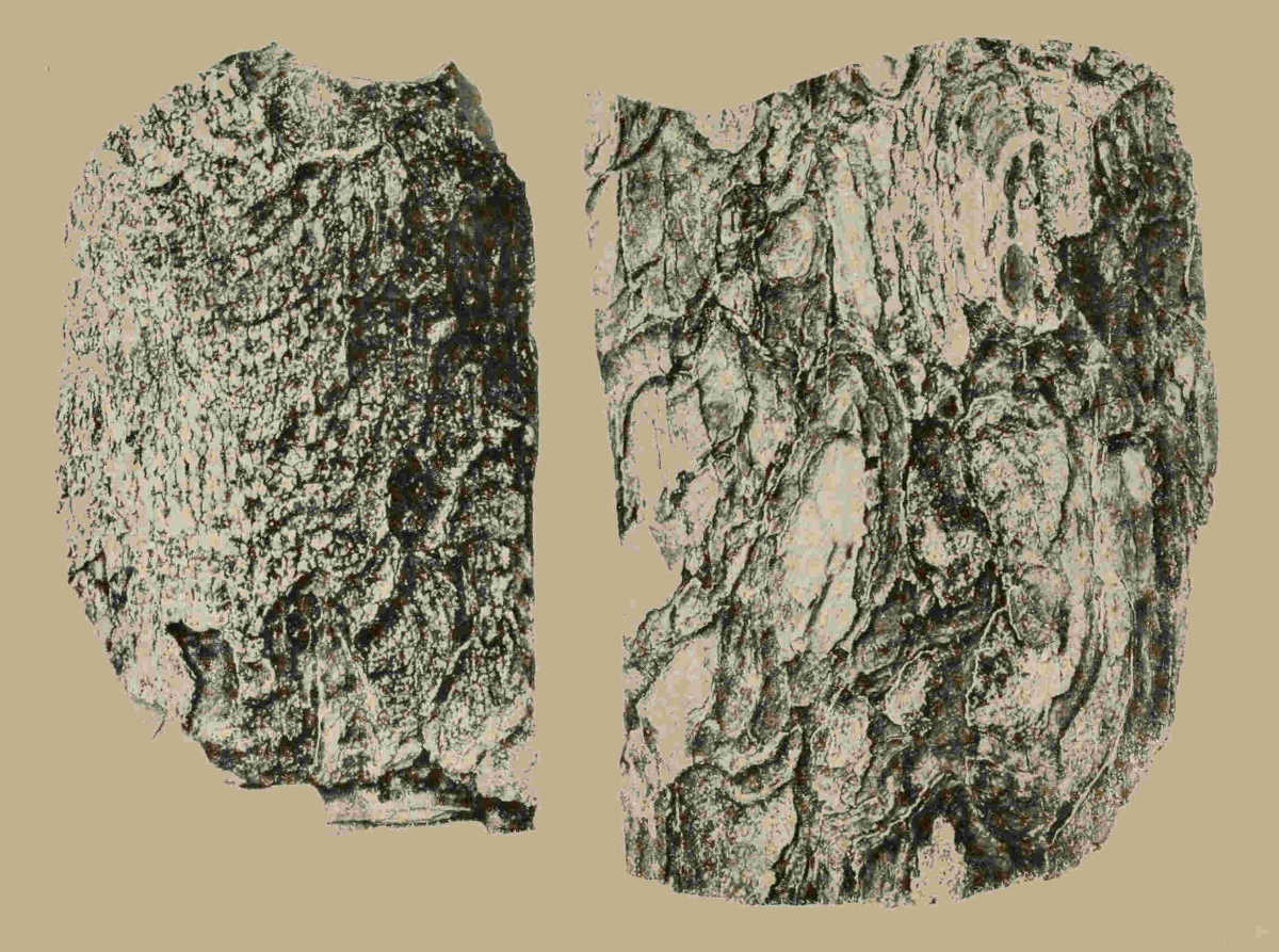 BARK OF NICARAGUAN LIGNUM-VITAE