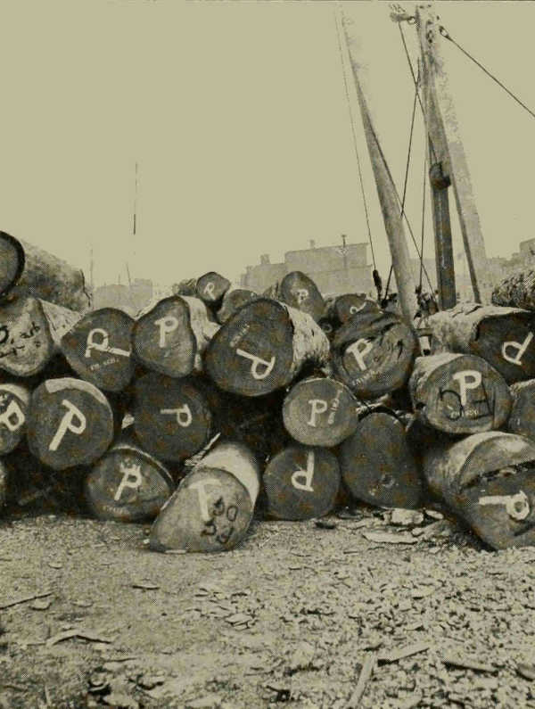 LOGS OF GUAIACUM SP. FROM NICARAGUA