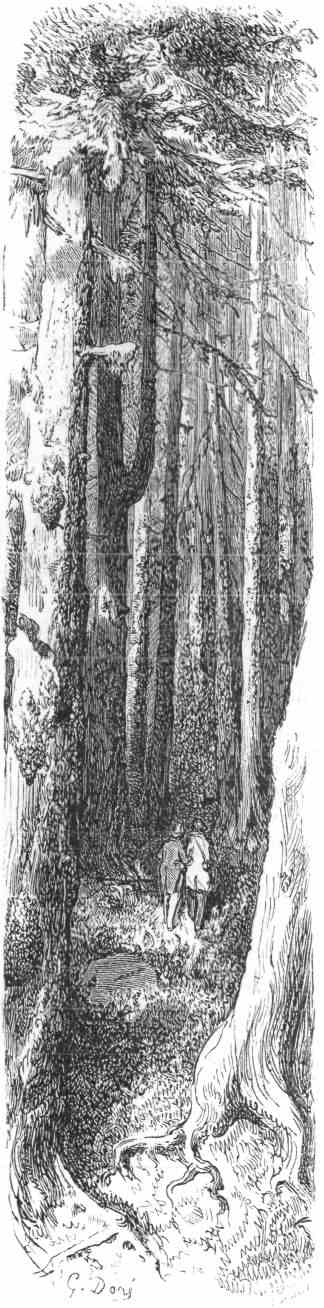 The Wood-path.