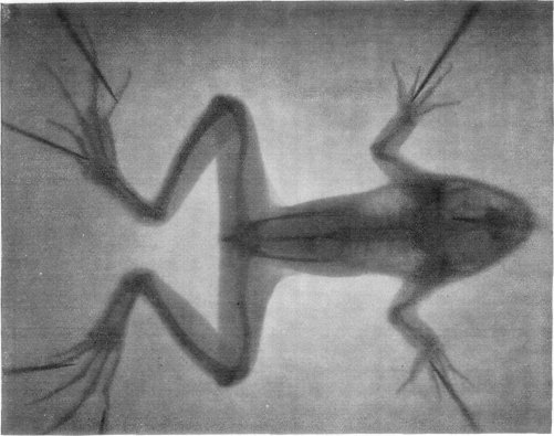 SKELETON OF A FROG, PHOTOGRAPHED THROUGH THE FLESH. THE SHADINGS INDICATE, IN ADDITION TO THE BONES, ALSO THE LUNGS AND THE CEREBRAL LOBES.