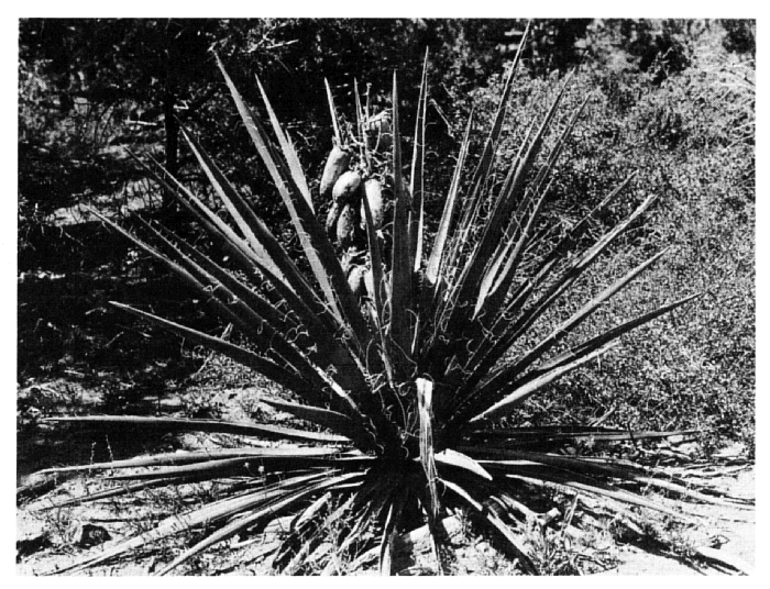 Yucca Yucca