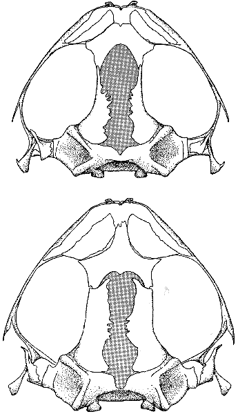 Skulls Dorsal View Skulls Dorsal View