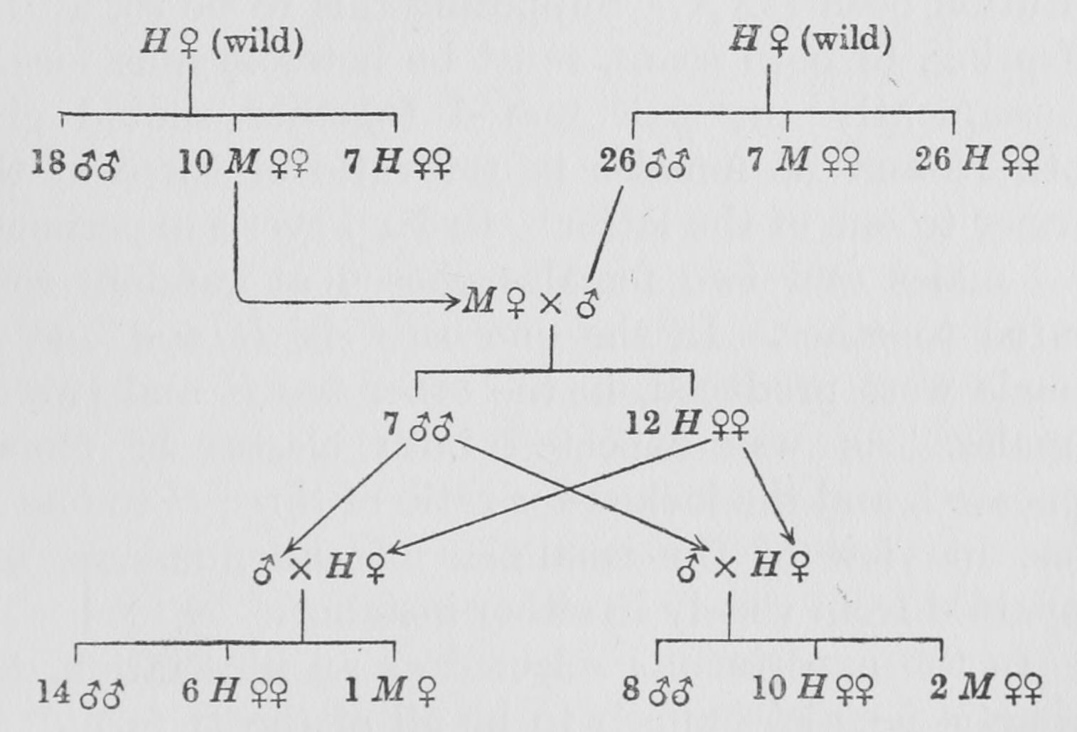 Inheritance in Papilio polytes Inheritance in Papilio polytes